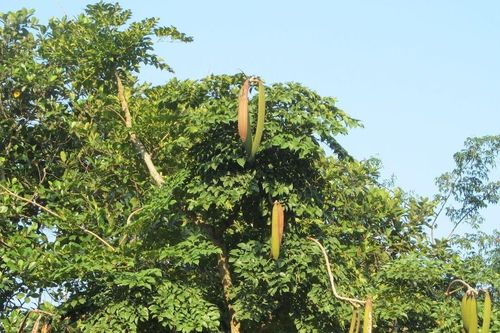 Đặc sản Tây Bắc là vị thuốc quý trị dị ứng, viêm da