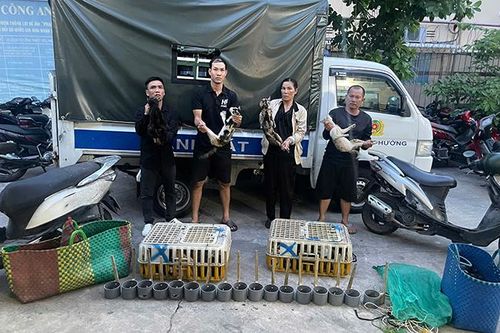 Công an TP Hồ Chí Minh triệt xóa nhóm chuyên trộm cắp, tiêu thụ mèo quy mô lớn
