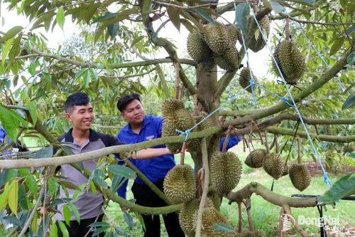 Người trẻ chủ động phát triển kinh tế nông nghiệp