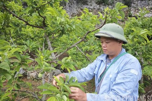 Chuyển đổi cây trồng ở Bằng Mạc