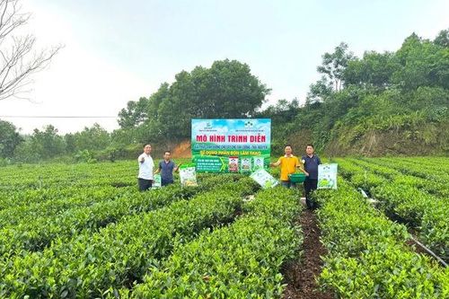 'Combo' phân bón Supe Lâm Thao hỗ trợ nâng cao chất lượng vùng chè Thái Nguyên