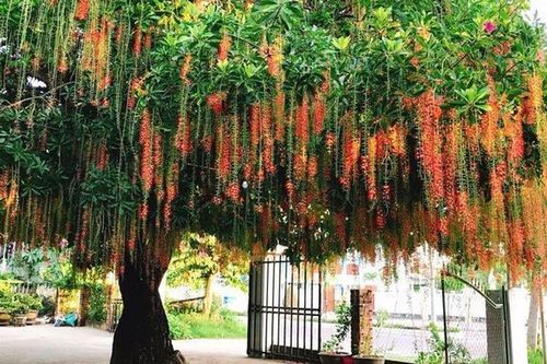 3 cây quý trong sân vườn, hút lộc lành cho gia đình: Chặt đi là mất lộc