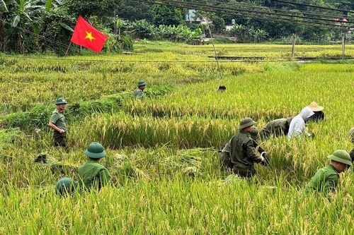 Mùa gặt đặc biệt trên cánh đồng Xuân Quang