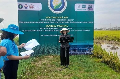 Hải Phòng: Hiệu quả từ mô hình canh tác lúa sử dụng phân bón đúng, phát thải thấp
