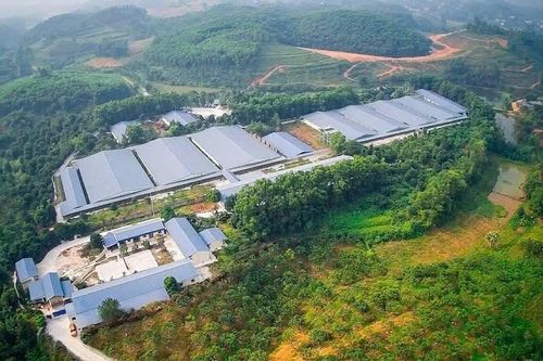 Doanh nghiệp chăn nuôi ở Phú Thọ bị xử phạt gần nửa tỷ đồng