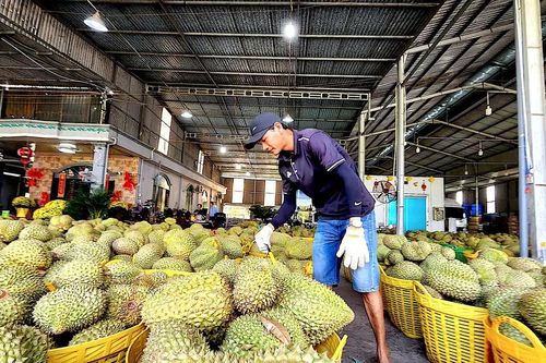 Siết quy trình canh tác, 'giải cứu' sầu riêng Đồng Tháp