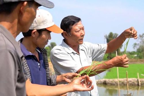 Từ vùng đất phèn đến mùa vàng 7 tấn lúa/ha