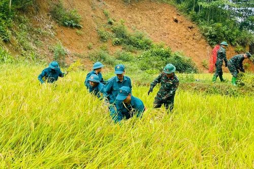 Hơn 30 cán bộ, chiến sĩ Ban CHQS xã Thượng Hà và dân quân xã hỗ trợ người dân thu hoạch lúa
