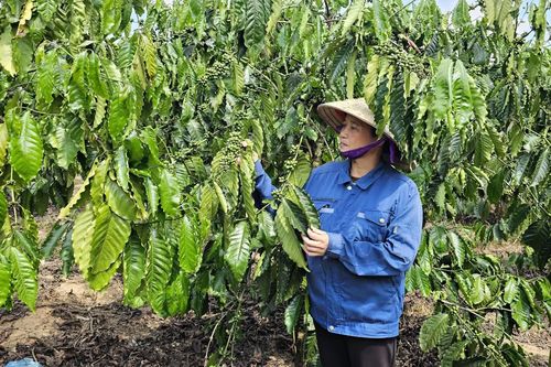Thu nhập ổn định từ cây cà phê vối