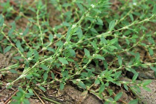 Cây biển súc và tiềm năng hỗ trợ sức khỏe đường tiết niệu
