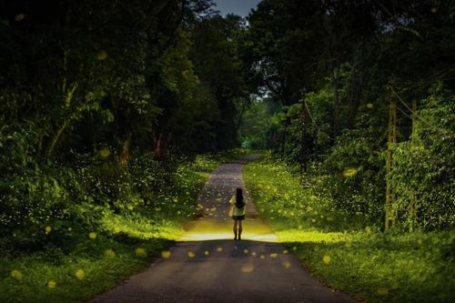 Để đom đóm giữa rừng già sáng mãi…