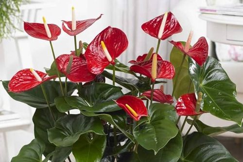 Không phải cây nào cũng hợp hướng Nam: Đây là 5 lựa chọn đáng cân nhắc