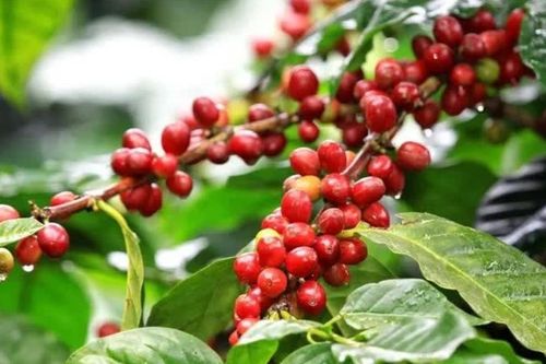 Ngày 13/6: Giá cà phê tăng vọt, hồ tiêu giữ vững vùng 140.000 đồng/kg