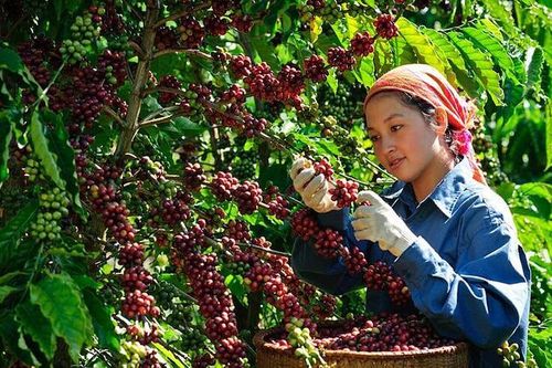 Giá cà phê bật tăng mạnh
