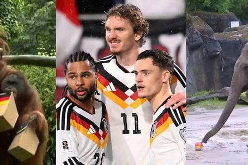 Voi và đười ươi 'tiên tri' trái ngược trận Đức – Curacao ngày 15/6