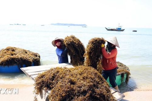 Đà Nẵng: Người dân xã đảo Tam Hải vào vụ thu hoạch 'thảo dược' dưới đáy biển