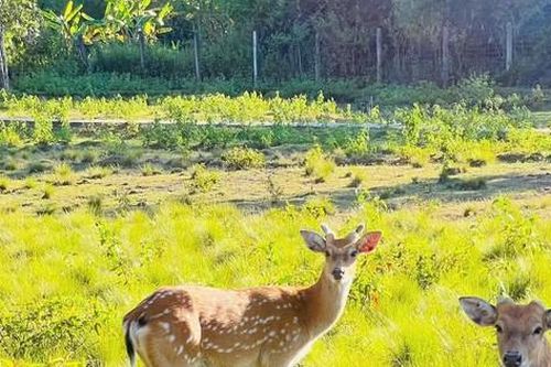 Vườn Quốc gia Kon Ka Kinh, 'nóc nhà của Gia Lai' mở cửa đón khách