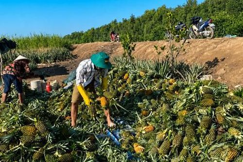 Đồng Tháp: Khóm mất giá, người trồng thấp thỏm