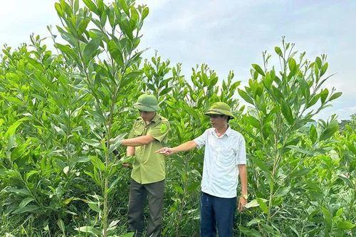 Mở rộng diện tích rừng được cấp chứng chỉ FSC