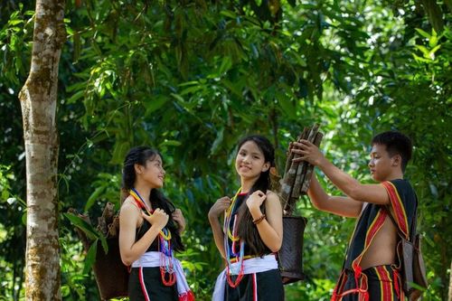 Giá trị mới dưới tán rừng quế Trà My