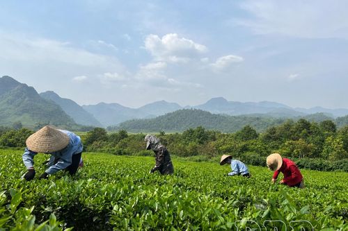 Hướng đến nền nông nghiệp sạch, bền vững