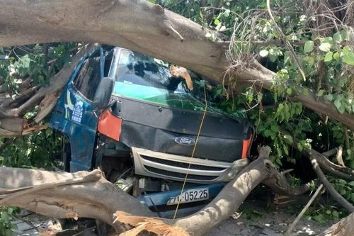 Phá cửa xe, cứu tài xế thoát nạn khi bị cây cổ thụ đè