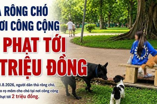Thả rông chó ở nơi công cộng bị phạt tới 2 triệu đồng