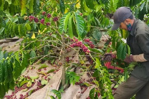 Giá cà phê trong nước tăng