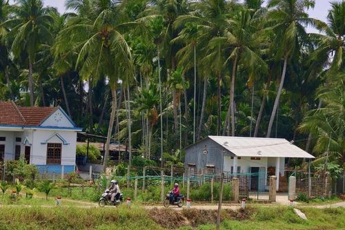 Mở lối du lịch dưới tán dừa xanh