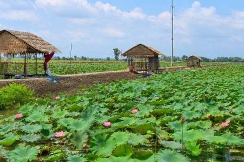Cần chủ động hỗ trợ người dân phát triển mô hình lúa - sen kết hợp du lịch