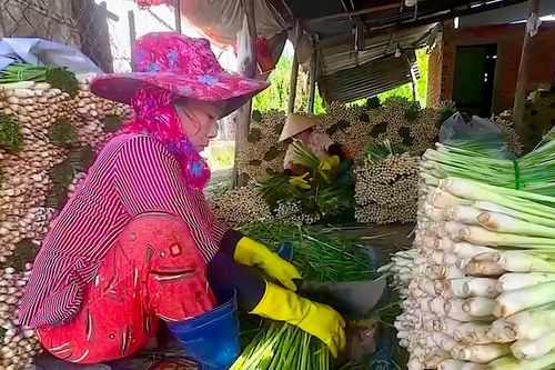 Cây sả giúp người dân vùng hạn mặn Đồng Tháp đổi đời