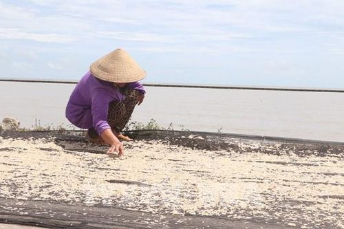 Ngư dân Cà Mau nhộn nhịp vào mùa khai thác ruốc biển