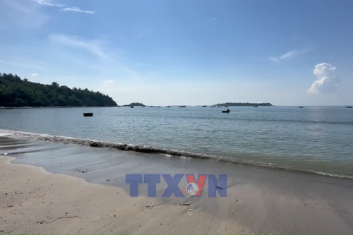 Xã đảo Tam Hải thu hoạch 'thảo dược' dưới đáy biển