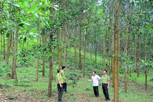 Xuân Thái phát triển rừng sản xuất gắn với giữ rừng