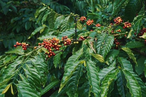 Câu chuyện trưởng thành của thị trường cà phê Việt Nam