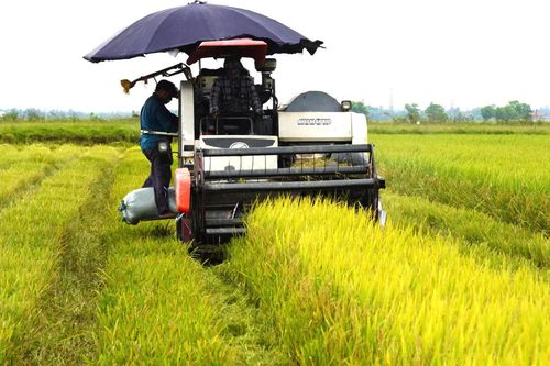 'Gỡ khó' cho sản xuất lúa hữu cơ