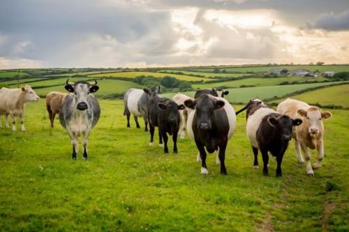 USDA mở rộng chăn thả gia súc trên đất liên bang nhằm hỗ trợ ngành chăn nuôi
