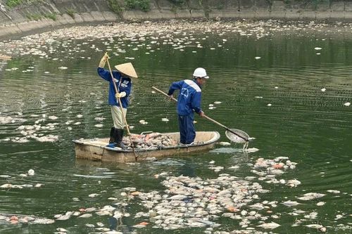 Thu gom 8 tạ cá chết bốc mùi ở hồ điều hòa Công viên Nghĩa Đô, sẽ rắc men vi sinh tạo bọt khí