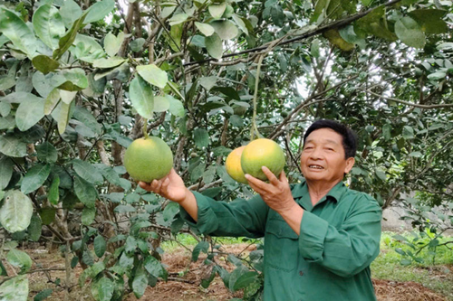 Chi hội trưởng nông dân 'hai giỏi'