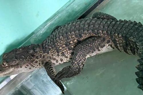 Cá sấu đi lạc vào khuôn viên nhà dân ở Huế