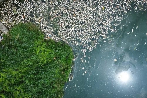 Hà Nội: Cá chết nổi trắng hồ Công viên Nghĩa Đô