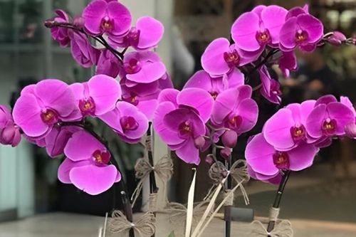 Người tuổi Dần nên chọn cây gì theo ngũ hành để trồng trong nhà?