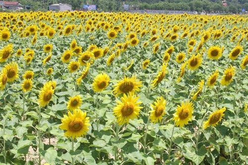 Tác dụng ít người biết của loài hoa 'mặt trời'