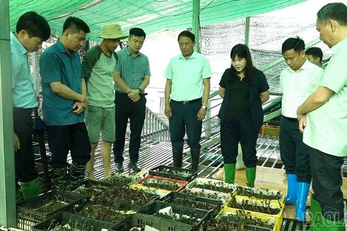 Đồng chí Hoàng Thị Thanh Bình, Phó Chủ tịch HĐND tỉnh Lào Cai khảo sát mô hình phát triển dược liệu tại xã Púng Luông
