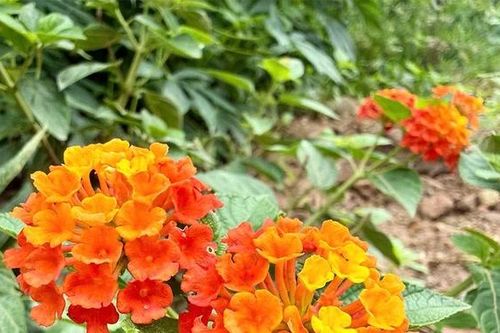 Từ bãi rác thành vườn hoa - câu chuyện đẹp về trách nhiệm với môi trường