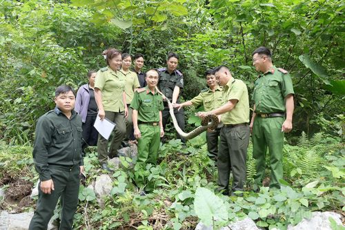 Lâm Bình thả cá thể trăn đất về môi trường tự nhiên