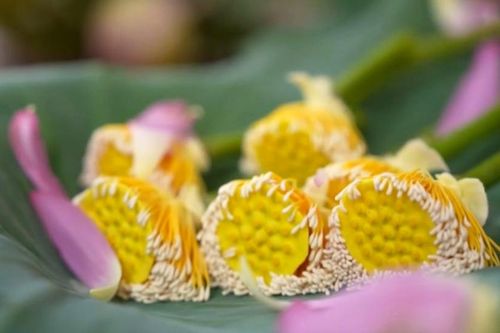 Chắt chiu hương sen mùa hạ