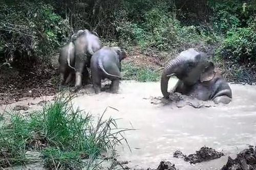 Bẫy ảnh ghi cảnh đàn voi tắm bùn, uống nước trong rừng Mã Đà