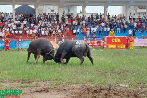 Lễ hội chọi trâu truyền thống Đồ Sơn - VTV năm 2026: Khôi phục trọn vẹn hai vòng đấu theo hồ sơ di sản