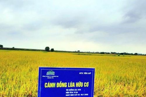 Quảng Trị: Tích tụ, tập trung đất nông nghiệp, hình thành vùng sản xuất hàng hóa quy mô lớn